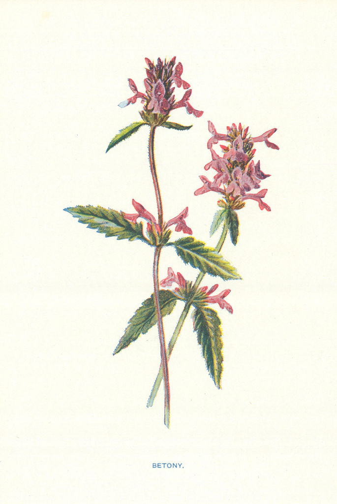 Betony. Wild Flowers by Frederick Edward Hulme c1895 old antique print picture